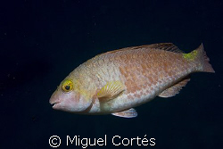 Parrotfish. by Miguel Cortés 